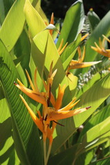 Flor Heliconia amarilla en primer plano con hojas verdes de fondo en un entorno tropical 