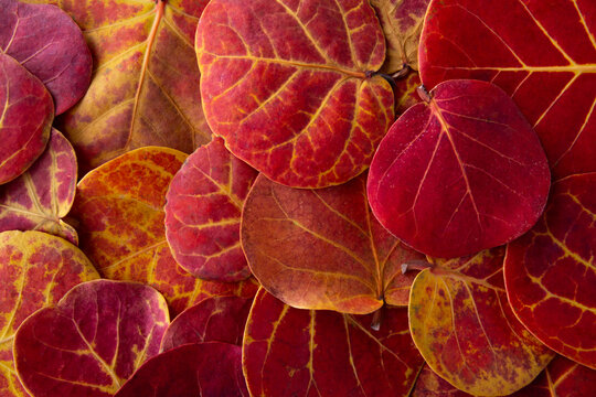 Closeup of vibrant red and yellow sea grape leaves in Florida