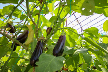 Greenhouse eggplant field agriculture (Turkey - Antalya)