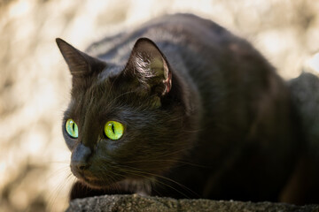 Black cat with shiny fur