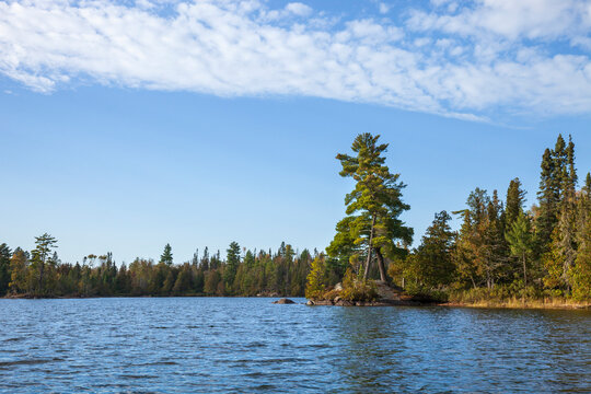 Criss-crossed pine trees on a point of a blud northern Minnesota lake during autumn