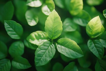 Lush Green Leaves Illuminated by Sunlight