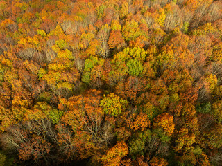 Arbres et automne