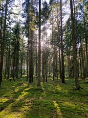 Fototapeta premium Sun coming thruough the trees.