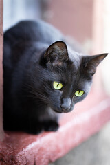 Black cat with shiny fur
