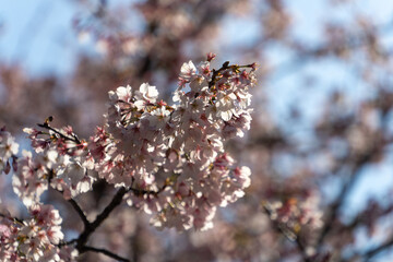 Fototapeta premium Cherry Blossom Glory