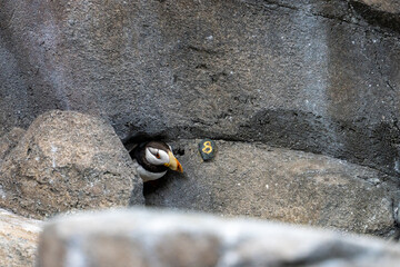 Puffin peering out from rocky nest