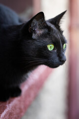 Black cat with shiny fur