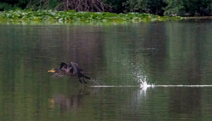 A cormorant taking off on water surface