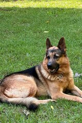 German Shepherd sitting on grass