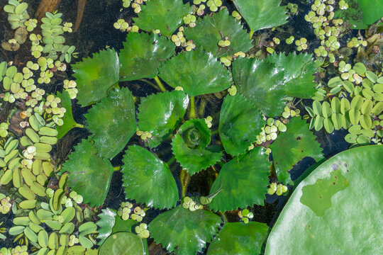 Floating green leaves of water nut on water surface. Green aquatic plant trapa natans on overgrown river. Chilim or devil's nut grows on water. Continuous thickets on slowly flowing lake. Green color.