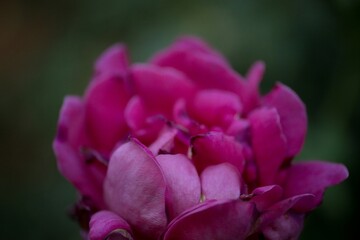 Stunning vibrant magenta pink rose