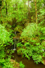 Obraz premium Renowned Botanical Garden Showcasing Japan’s Diverse Plant Life and Heritage.