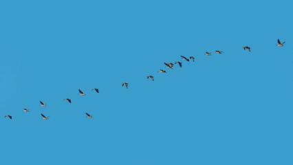 A flock of Canada geese flying in the sky and migrating to the South