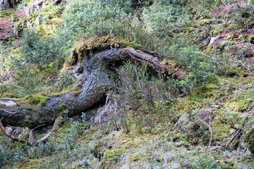 Torholz im Bergwald - deadwood in a mountain forest