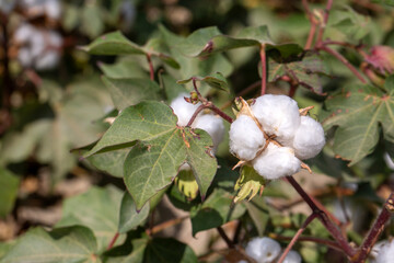 Cotton fields ready for harvesting, agriculture