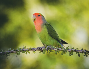 Rosy Faced Lovebird on a Branch