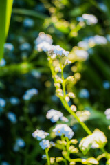 naturaleza, flores borrosas,  desenfocada