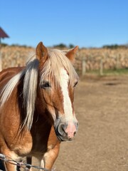 Obraz premium Brown and White Horse