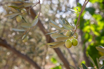 Fresh green olives on the olive tree