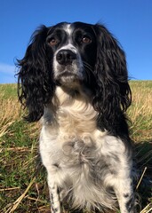 Springer Spaniel sitting in a field, North Yorkshire, England, United Kingdom