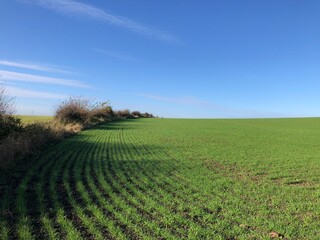 A field of winter wheat in early November on a sunny day, North Yorkshire, England, United Kingdom