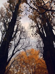 autumn in the park