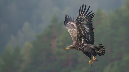 Fototapeta premium American bald eagle soaring against a us flag background a symbol of freedom and patriotism