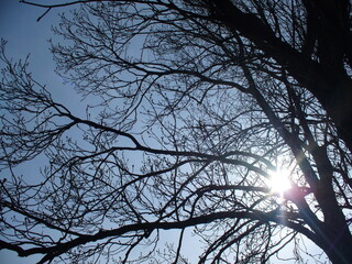 Dark boughs and branches of trees with spring shoots, blue sky and sun rays in sunny spring weather - natural background. Topics: natural environment, vegetation, flora, season