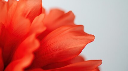 Fototapeta premium A sharp image of a red flower against a white backdrop, with a focal point on its petals