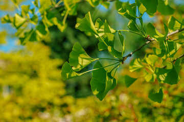 Ginkgo Biloba tree branch. Green leaves, selective focus.