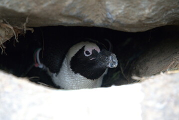 Penguin Portrait in the Wild