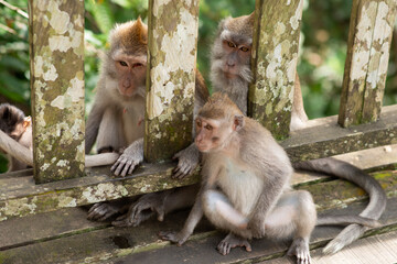 life of monkeys in freedom.