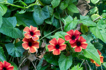 Thunbergia alata ,Black-eyed Susan vine, an herbaceous perennial climbing plant species in the...
