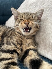 Naklejka premium sleepy cat