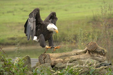 Majestic American Bald Eagle Portrait in the Wild