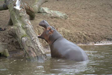 Unexpected Encounter: Hippo Attempting to Catch a Seagull on a Lake Tree Branch