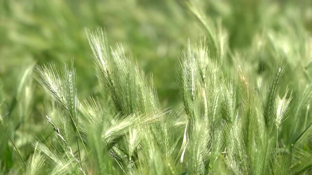 Vue au ralenti sur de l'orge sauvage au vent