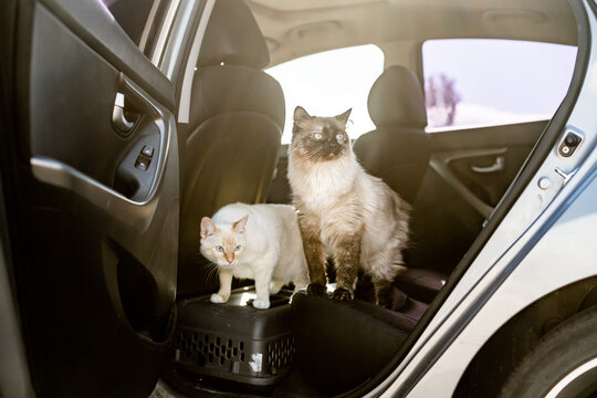 Two cats sitting on a pet carrier in a car, looking forward together with curiosity
