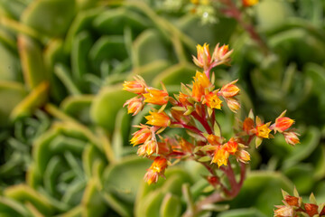 Echeveria elegans succulent in bloom with orange flowers.