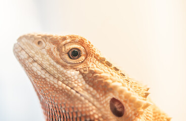 Close-up of a bearded dragon's face with textured scales and focused eye