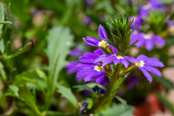 Purple flowers of Scaevola Aemula, Lobelia Aemula, in the garden. It is a small shrub in the family Goodeniaceae.