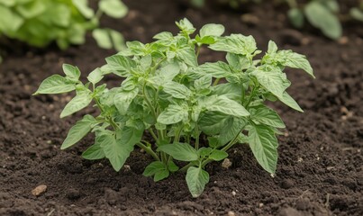 Obraz premium Basil plant growing in rich soil, vibrant green leaves, healthy garden