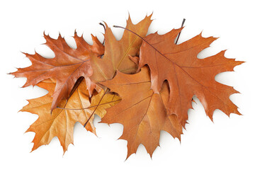 Autumn oak leaf isolated on white background. Fall season foliage. Top view. Flat lay