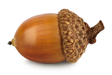 Brown acorn oak nut isolated on white background