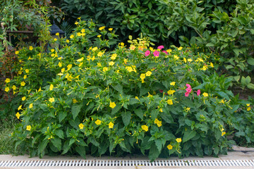 Evening primrose (Mirabilis jalapa) is a perennial ornamental plant species from the Nyctaginaceae family.