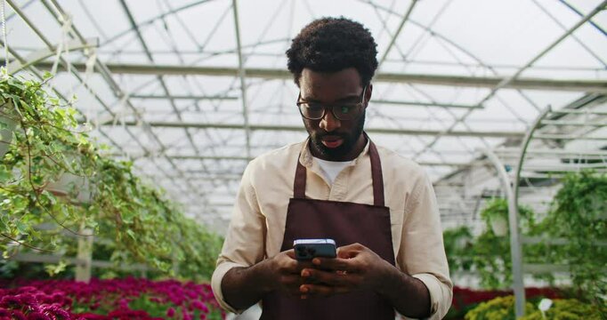Focused African American man walking in middle row on tall greenhouse. Using smartphone while looking around. Texting with someone remotely. Reading clients requests online while checking stock.