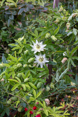 Obraz premium Ivy plant genus. Scientific name; Passiflora caerulea Constance Elliot
