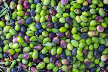 Fresh green olives on the white background