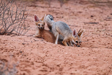 Baby Cape Fox pups playing and digging sand in the Kalahari Desert